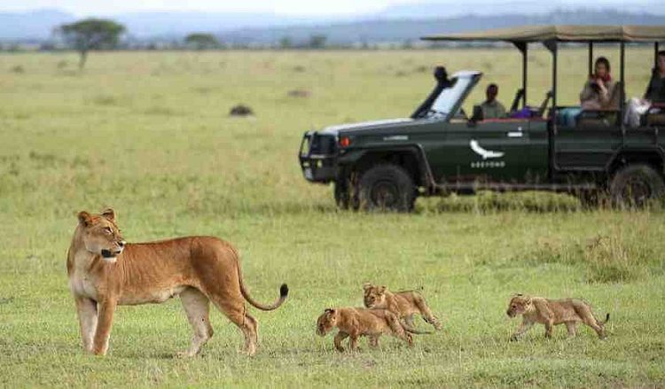 Wildlife Safari in Serengeti National Park